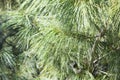 Spruce branches close up Royalty Free Stock Photo