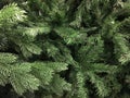 Spruce branches close-up Royalty Free Stock Photo
