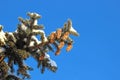 Spruce branches with cones Royalty Free Stock Photo