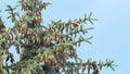 Spruce branches with cones sway gently in light breeze on warm summer day