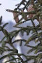 Spruce branches with cones. A vague silhouette of the church domes