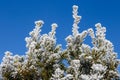 Spruce branches covered with frost. Christmas tree with hoarfrost. Royalty Free Stock Photo