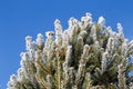 Spruce branches covered with frost. Christmas tree with hoarfrost. Royalty Free Stock Photo