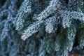 Spruce branches covered with frost. Christmas tree with hoarfrost Royalty Free Stock Photo