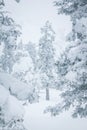 Spruce branches covered with a layer of snow Royalty Free Stock Photo