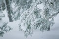 Spruce branches covered with a layer of snow Royalty Free Stock Photo