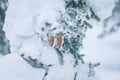 Spruce branches covered with a layer of snow Royalty Free Stock Photo