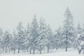 Spruce branches covered with a layer of snow Royalty Free Stock Photo