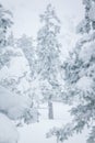 Spruce branches covered with a layer of snow Royalty Free Stock Photo