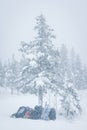 Spruce branches covered with a layer of snow Royalty Free Stock Photo