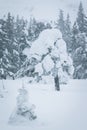 Spruce branches covered with a layer of snow Royalty Free Stock Photo