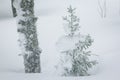 Spruce branches covered with a layer of snow Royalty Free Stock Photo