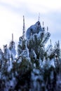 Spruce branches covered with snow and ice. Droplets of ice froze Royalty Free Stock Photo