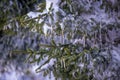 Spruce branches covered with snow and ice. Droplets of ice froze Royalty Free Stock Photo