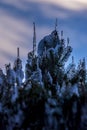 Spruce branches covered with snow and ice. Droplets of ice froze Royalty Free Stock Photo