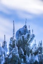 Spruce branches covered with snow and ice. Droplets of ice froze Royalty Free Stock Photo