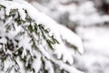 spruce branches covered with snow in winter forest. shallow depth of field Royalty Free Stock Photo