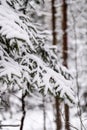 spruce branches covered with snow in winter forest. shallow depth of field Royalty Free Stock Photo