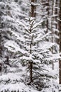 spruce branches covered with snow in winter forest. shallow depth of field Royalty Free Stock Photo