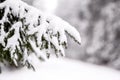 spruce branches covered with snow in winter forest. shallow depth of field Royalty Free Stock Photo