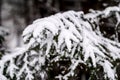 spruce branches covered with snow in winter forest. shallow depth of field Royalty Free Stock Photo