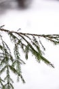 spruce branches covered with snow in winter forest. shallow depth of field Royalty Free Stock Photo