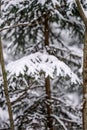 spruce branches covered with snow in winter forest. shallow depth of field Royalty Free Stock Photo