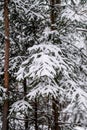 spruce branches covered with snow in winter forest. shallow depth of field Royalty Free Stock Photo