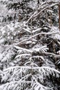 spruce branches covered with snow in winter forest. shallow depth of field Royalty Free Stock Photo