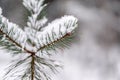 spruce branches covered with snow in winter forest. shallow depth of field Royalty Free Stock Photo