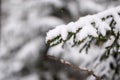 spruce branches covered with snow in winter forest. shallow depth of field Royalty Free Stock Photo