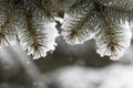 Spruce branches covered with snow