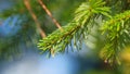 Spruce Branches With Dew Drops In Early Spring Morning In Forest. Raindrops On Needles In Forest. Selective focus. Royalty Free Stock Photo