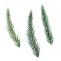 Spruce branches digital watercolor style illustration isolated on white. Cedar tree, pine plant, conifer hand drawn