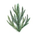 Spruce branches digital watercolor style illustration isolated on white. Cedar tree, pine plant, conifer hand drawn Royalty Free Stock Photo