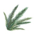 Spruce branches digital watercolor style illustration isolated on white. Cedar tree, pine plant, conifer hand drawn Royalty Free Stock Photo