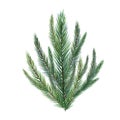 Spruce branches digital watercolor style illustration isolated on white. Cedar tree, pine plant, conifer hand drawn Royalty Free Stock Photo