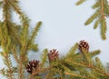 Spruce branches framing the image. Several cones are located at the bottom