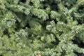 Spruce branches on a green background. The blue spruce, green