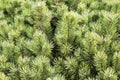 Spruce branches on a green background.The blue spruce, green spruce, white spruce. Royalty Free Stock Photo