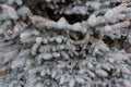 spruce branches Green spruce, blue spruce, close-up, short needles of a coniferous tree, a mock-up of a Christmas tree branch