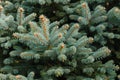 spruce branches Green spruce, blue spruce, close-up, short needles of a coniferous tree, a mock-up of a Christmas tree branch