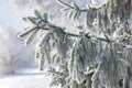 Spruce branches in hoarfrost on a frosty winter morning, beautiful snowy evergreen tree branch Royalty Free Stock Photo