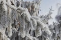 Spruce branches in hoarfrost and snow on a frosty sunny morning, natural winter landscape Royalty Free Stock Photo