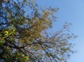 evergreen tree sprigs with green leaves against a blue sky background