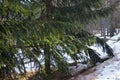 Spruce branches lit by the sun in winter Royalty Free Stock Photo