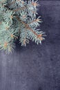 The spruce branches lying on the chalkboard. Christmas tree black background. New Year. Royalty Free Stock Photo