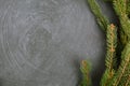 The spruce branches lying on the chalkboard. Christmas tree black background. New Year.