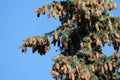 Spruce branches with many cones against blue sky