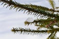 Spruce branches in the snow in winter frosty weather